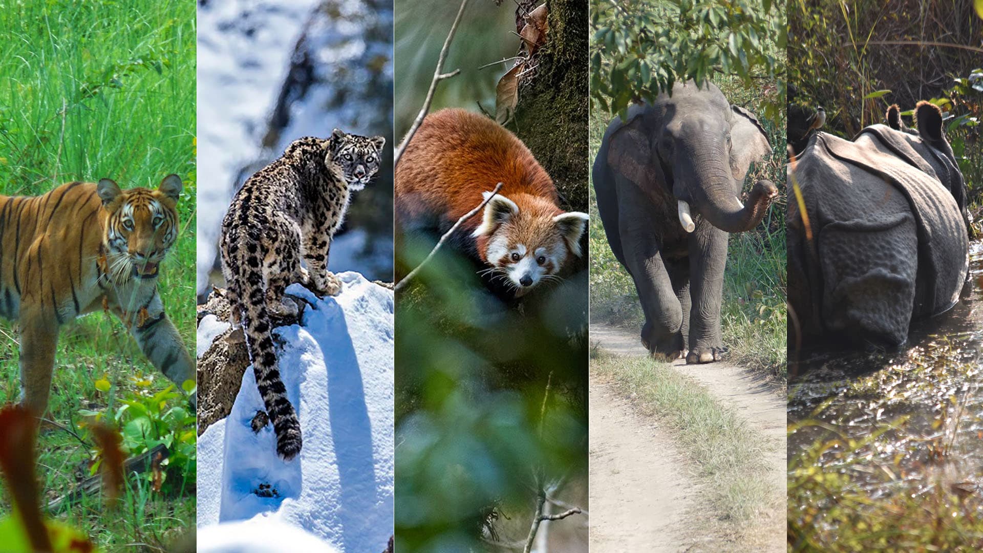 Forests, Wildlife & Indigenous Wisdom