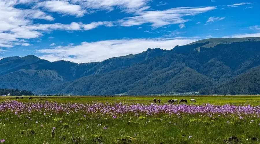 Dhorpatan Wildlife Tour