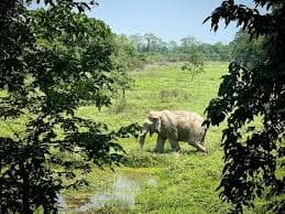 Koshi Tappu Nature Study Tour
