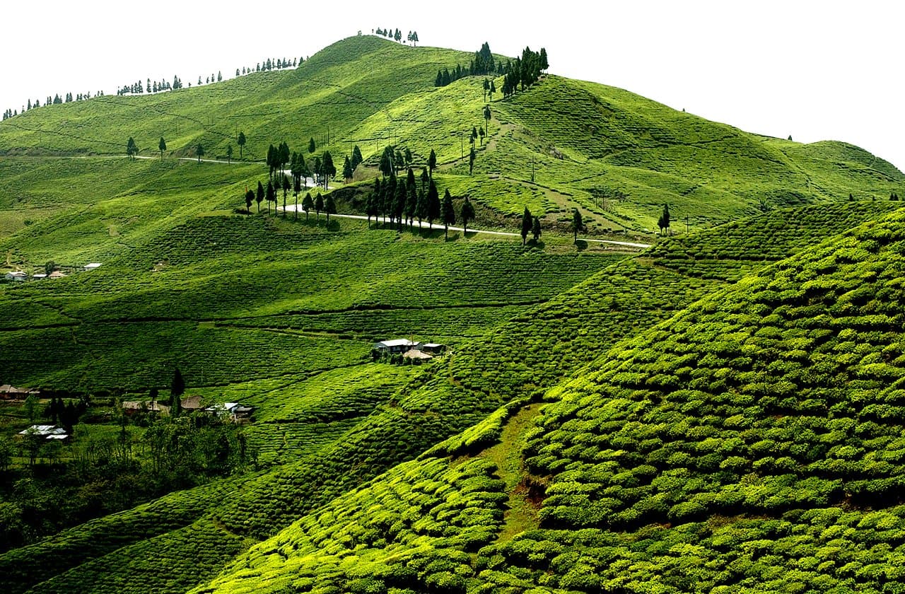 Ilam Tea Garden Tour